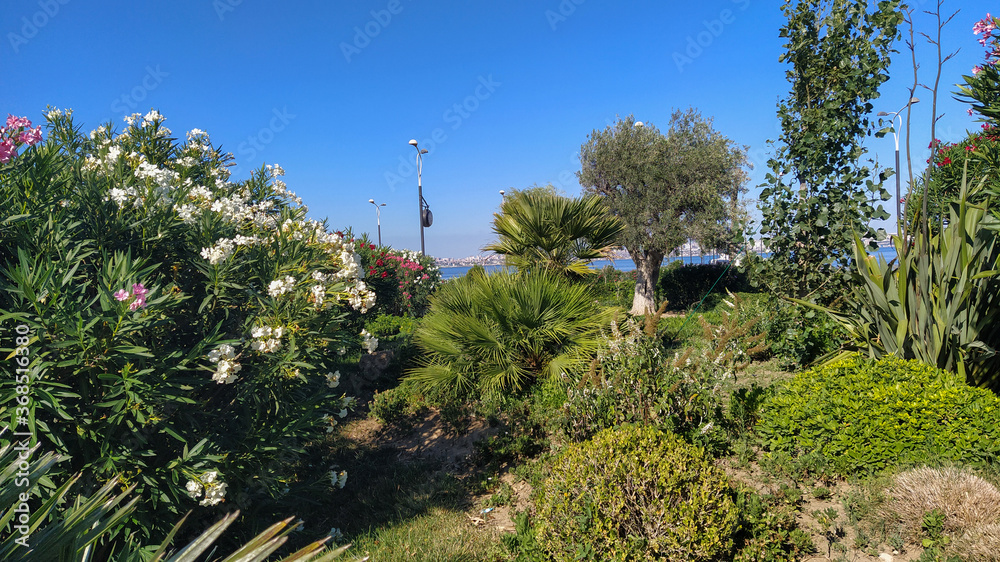 Obraz premium Green garden with blooming bushes and decorative trees in Baku Boulevard Azerbaijan