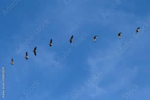 Cranes are migrating in the sky. They fly south. The birds fly in a row.