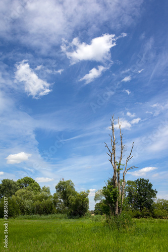 Obraz na płótnie View of a wonderful meadow with a dead tree, seen in Havelland. w salonie