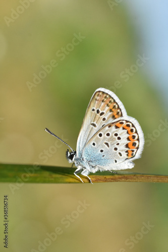 The silver-studded blue Plebejus argus. Common blue butterfly