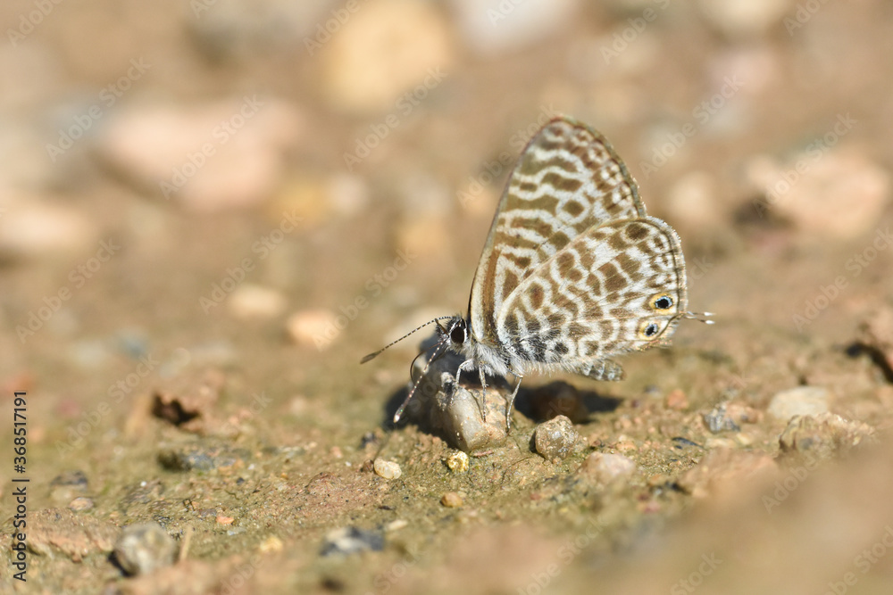Lang's short-tailed blue butterfly. Leptotes pirithous, common zebra blue Lang's short-tailed blue butterfly. Leptotes pirithous, common zebra blue
