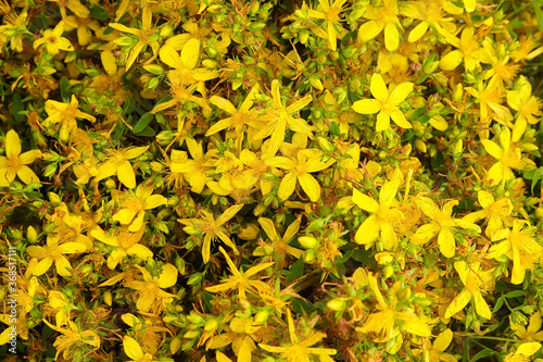 St. John’s wort (Hypericum perforatum), flowering plant with yellow flowers, healing herb