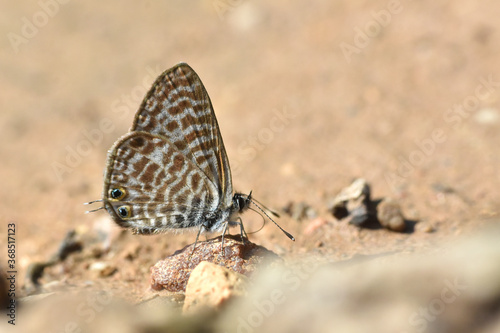 Lang's short-tailed blue butterfly. Leptotes pirithous, common zebra blue