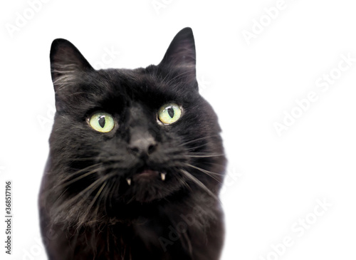A furry black domestic medium haired cat with long fangs sticking out of its mouth