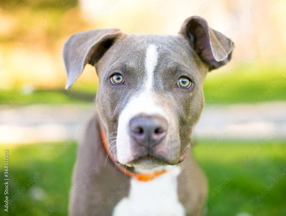 A blue and white Pit Bull mixed breed puppy with floppy ears looking at the camera A blue and white Pit Bull mixed breed puppy with floppy ears looking at the camera