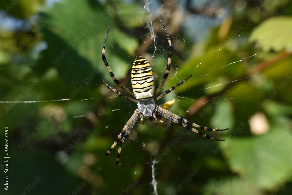 Wasp spider on the web. Big green spider in his web Wasp spider on the web. Big green spider in his web