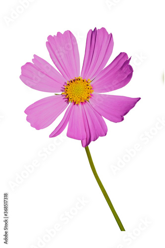 Pink mexican aster white patterns or cosmos flower isolated on  white background.