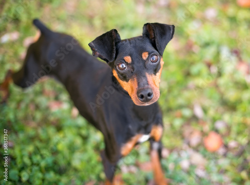 Slika na platnu A Manchester Terrier dog standing outdoors and looking up at the camera
