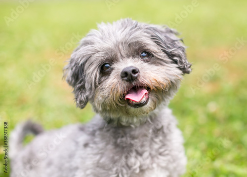 Billede på lærred A cute Shih Tzu x Poodle mixed breed dog sitting outdoors with a happy expressio