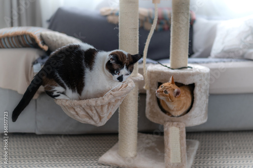 gato blanco y negro se mete dentro de una cesta en una torre rascador. Un gato marron escondido dentro de una caja lo mira