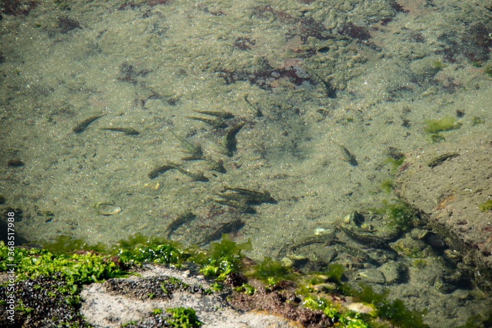 Pequenos peixes presos em uma possa de agua na pedra a beira mar esperando a proxima maré cheia.
Itanhaém São Paulo Brasil