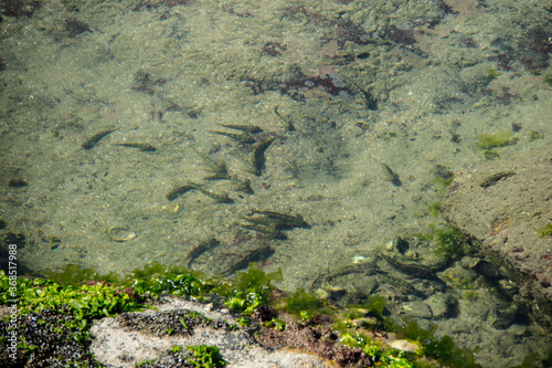 Pequenos peixes presos em uma possa de agua na pedra a beira mar esperando a proxima maré cheia. Itanhaém São Paulo Brasil