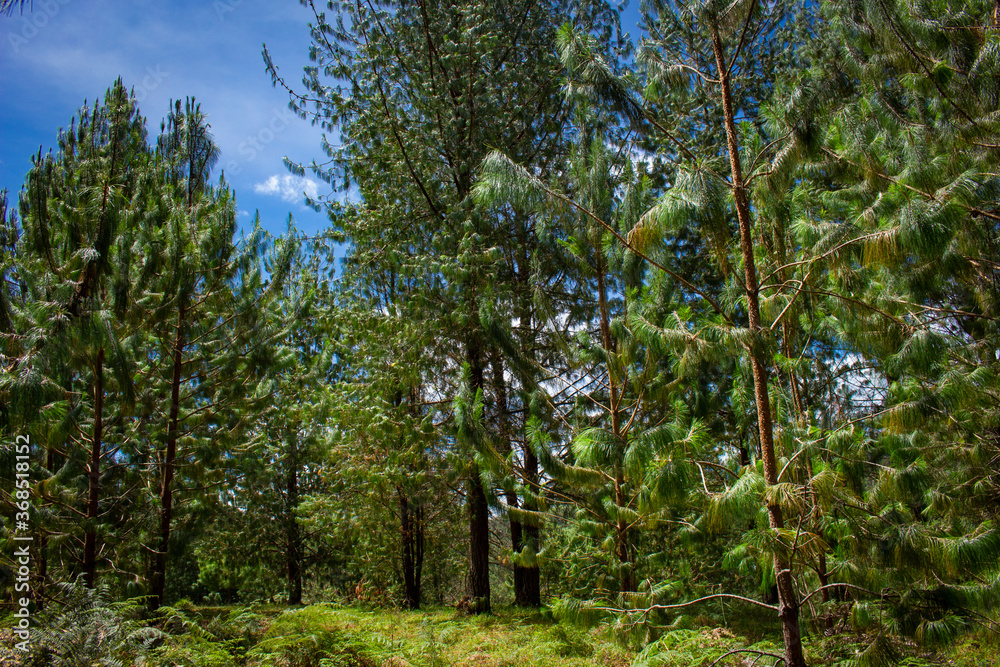 Beautiful Colombian tropical forest Beautiful Colombian tropical forest