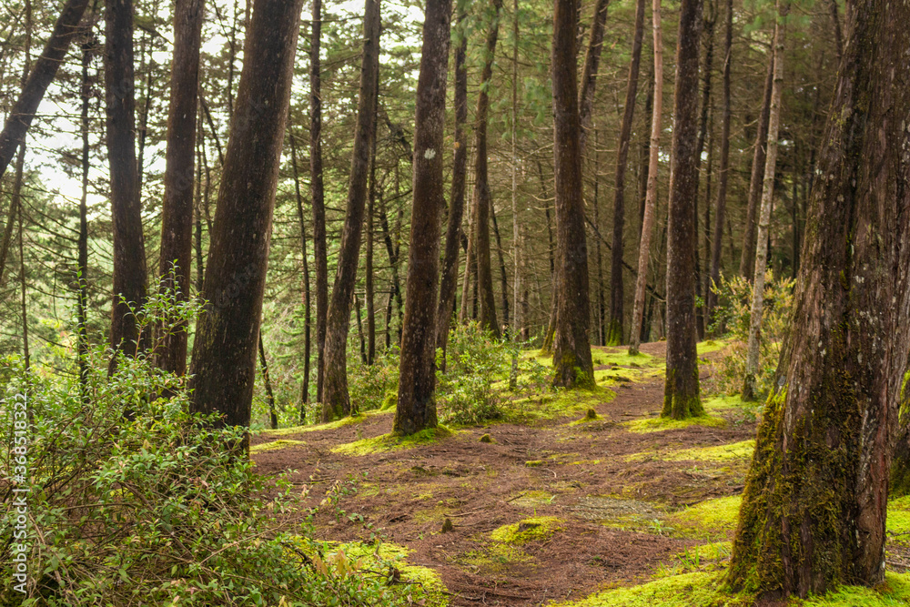 Beautiful Colombian tropical forest Beautiful Colombian tropical forest
