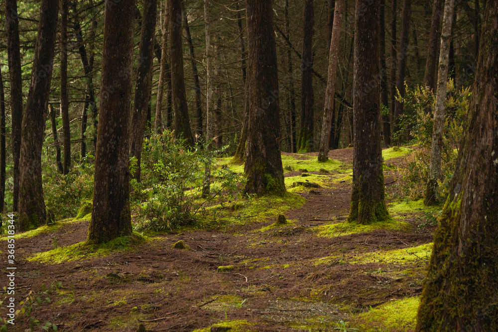 Fototapeta premium Beautiful Colombian tropical forest