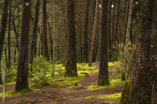 Beautiful Colombian tropical forest