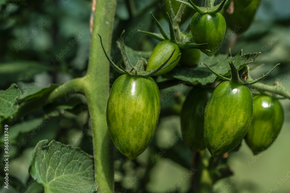 close up of oblong green tomatoes growing in the greenhouse.