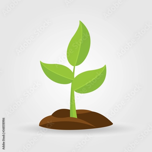 Growth of plant, from sprout to vegetable. Planting tree.
