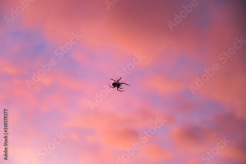 夕焼け空を歩くオニグモ