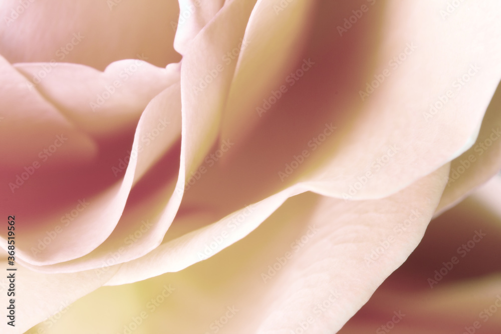 pink rose petals for abstract  gentle delicate background