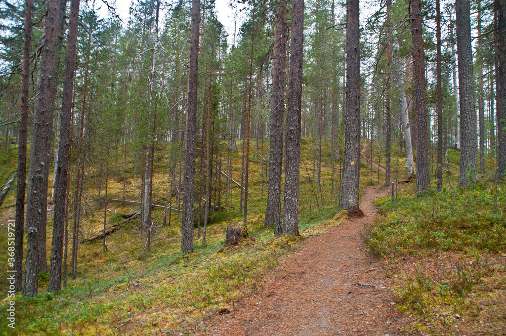 Forest in a national park in East-Finland