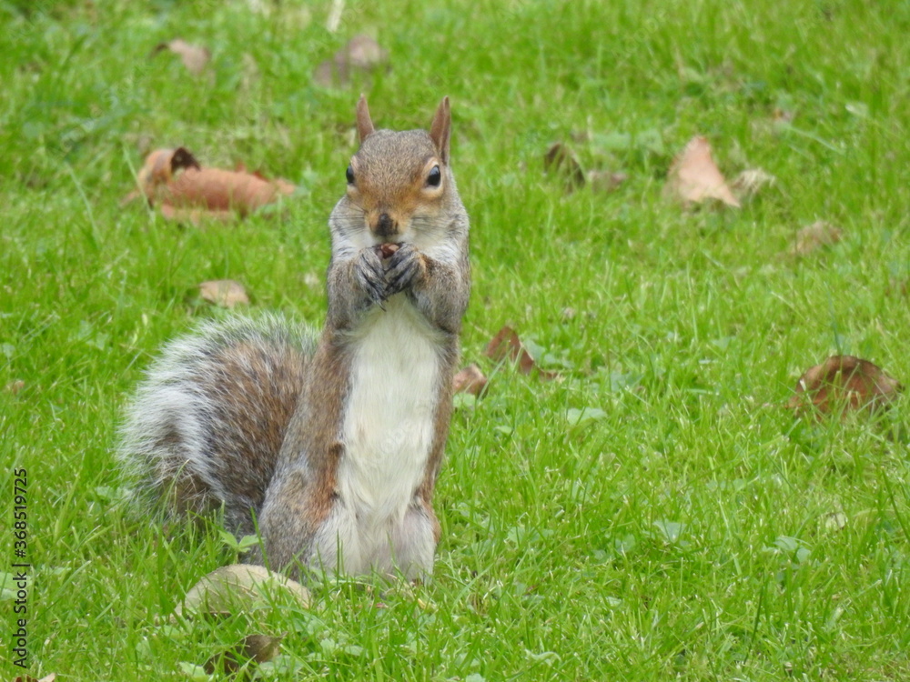 The squirrel in the garden