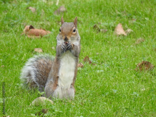 The squirrel in the garden © Rafal