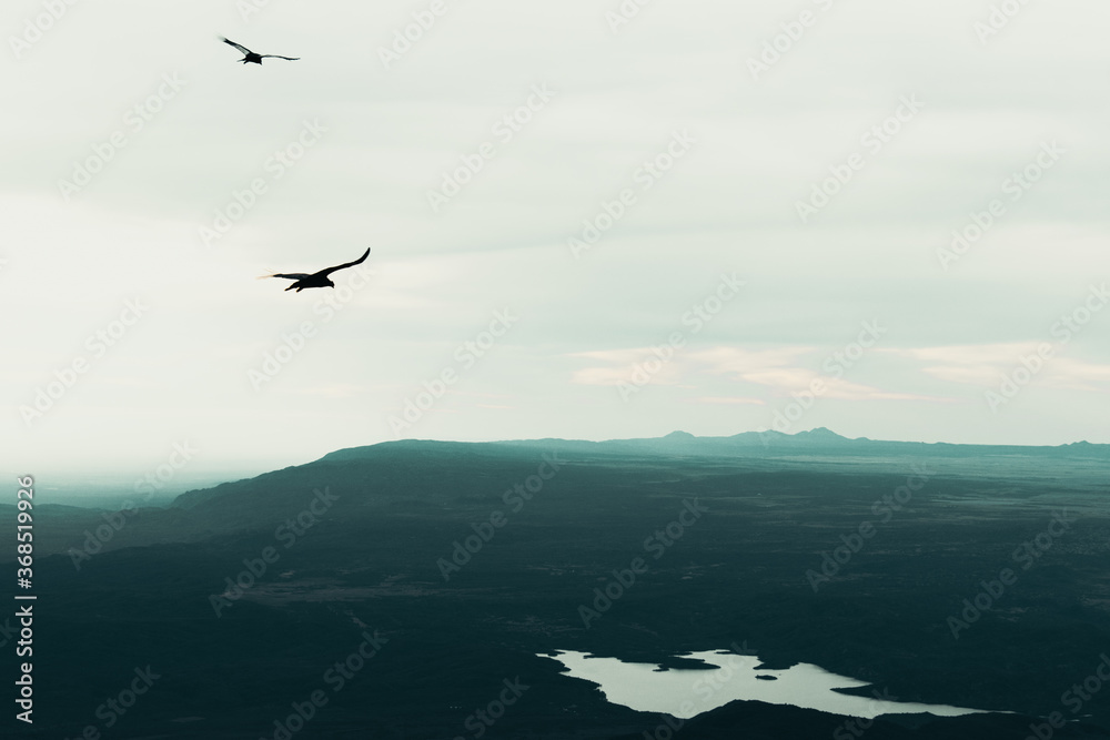 Fototapeta premium Aves volando en la hora azul