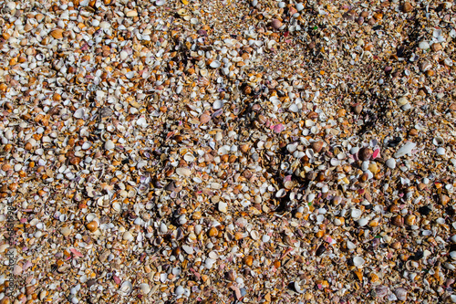 Texturas com conhas espalhadas pela praia em Itanhaém , São Paulo Brasil