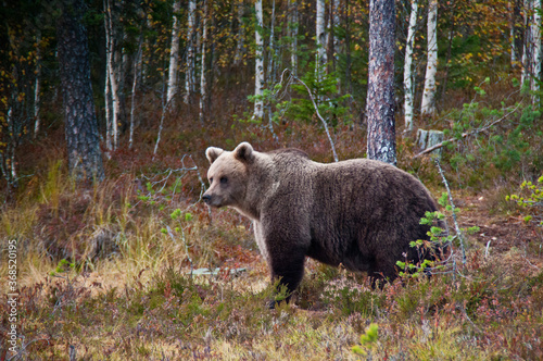 A brown bear in the region of Kainuu, Finland © Joris