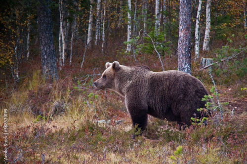 A brown bear in the region of Kainuu, Finland © Joris