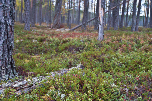 Nature in the region of North-Karelia, Finland