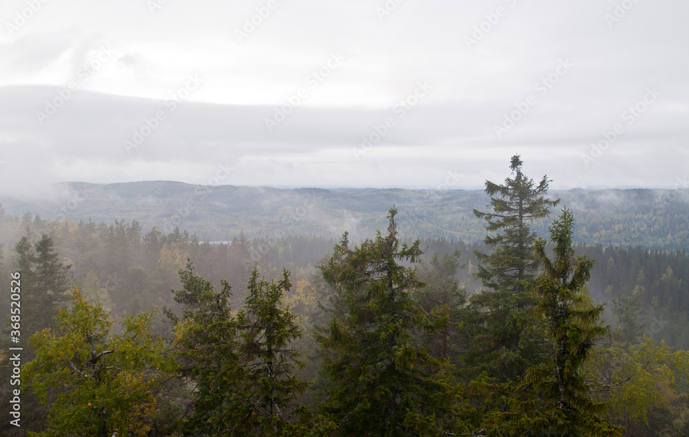 Pine forest in the region of North-Karelia, Finland