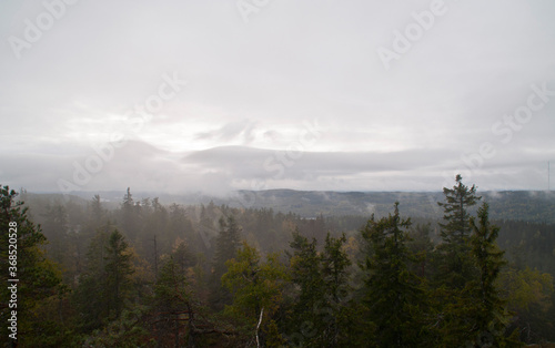 Pine forest in the region of North-Karelia, Finland