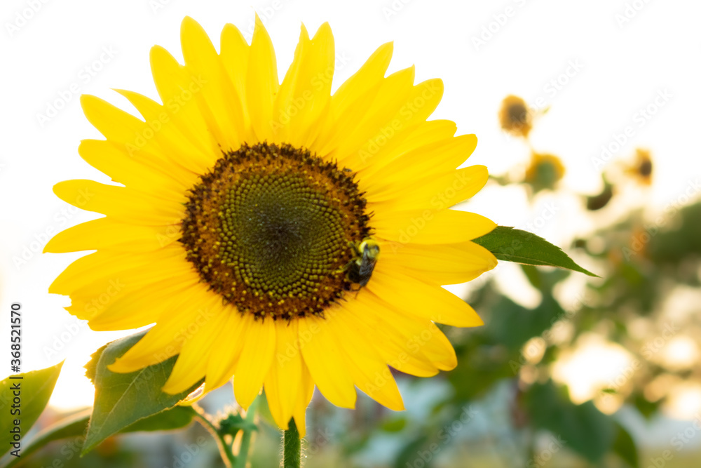 a sunflower in the garden at sunset