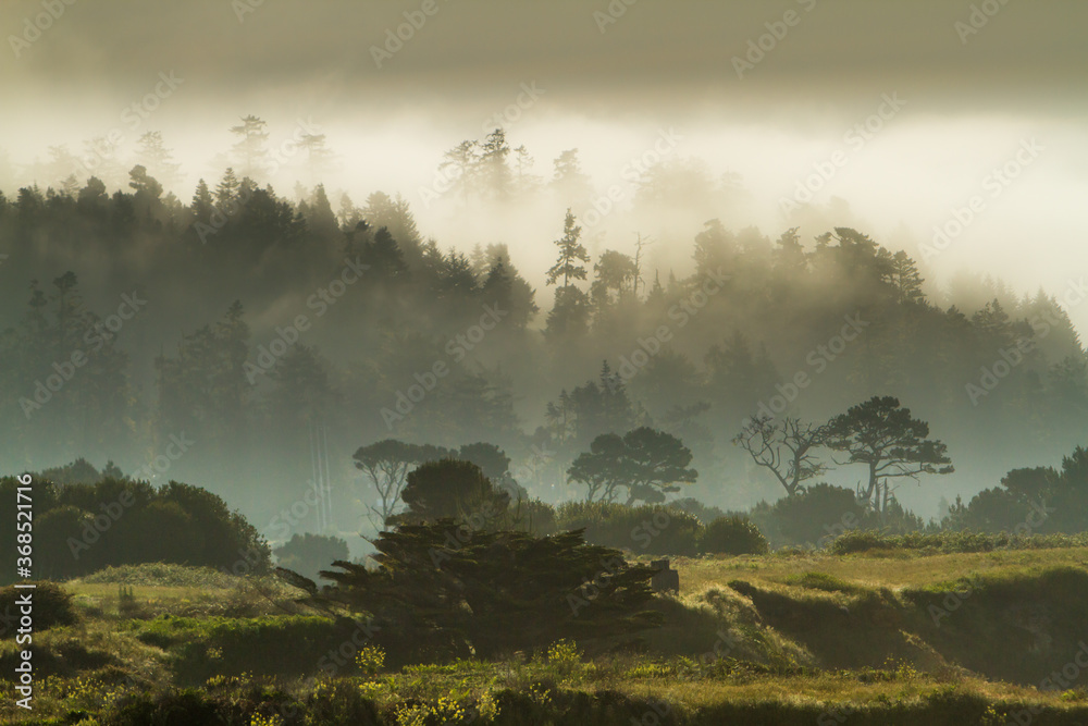 Fog in the trees along Big River just east of Mendocino, California. Fog in the trees along Big River just east of Mendocino, California.