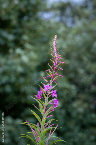 Pink Rosebay Willowherb Flower in a Field