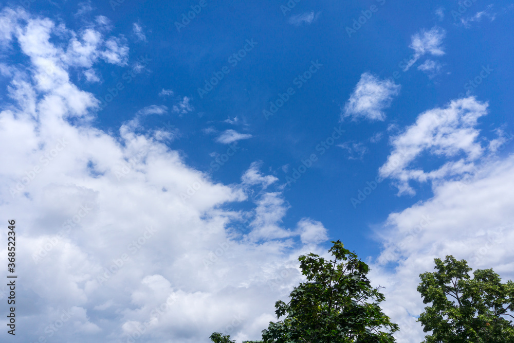 Obraz premium sky and tree background 