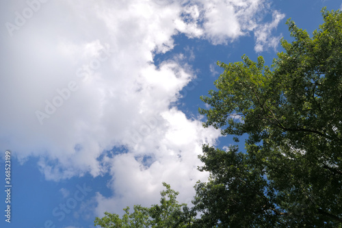 sky and tree background 