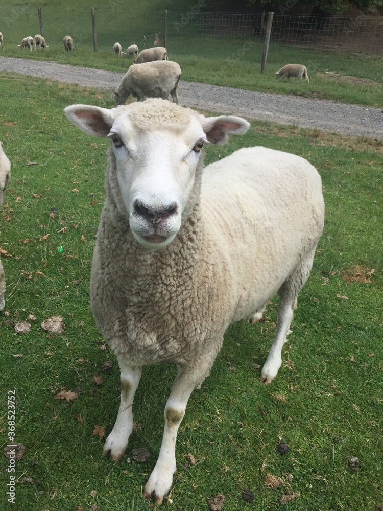 Sheep in a grass field - New Zealand