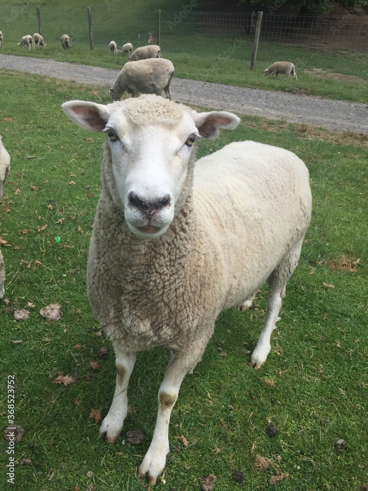 Sheep in a grass field - New Zealand Sheep in a grass field - New Zealand