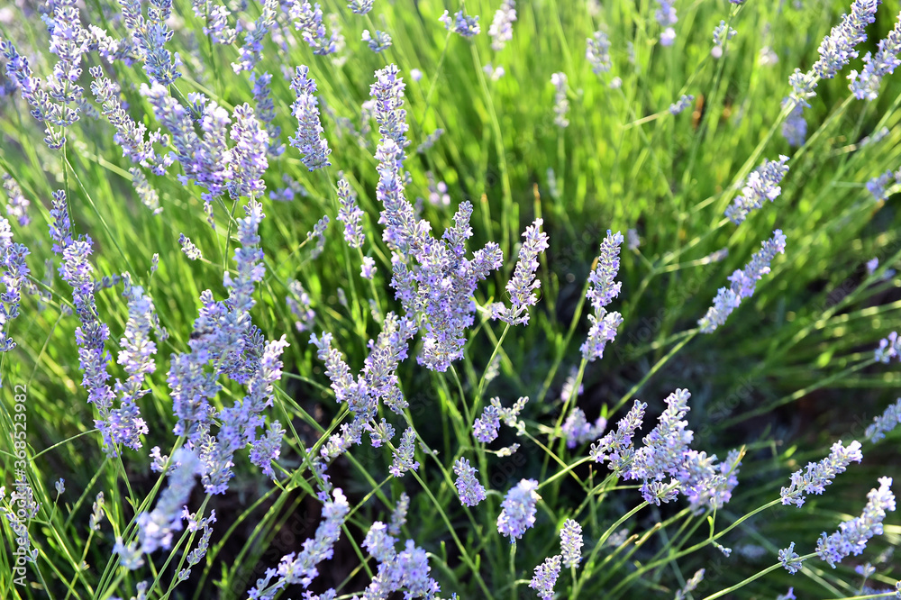 Obraz premium un precioso campo de lavanda en españa