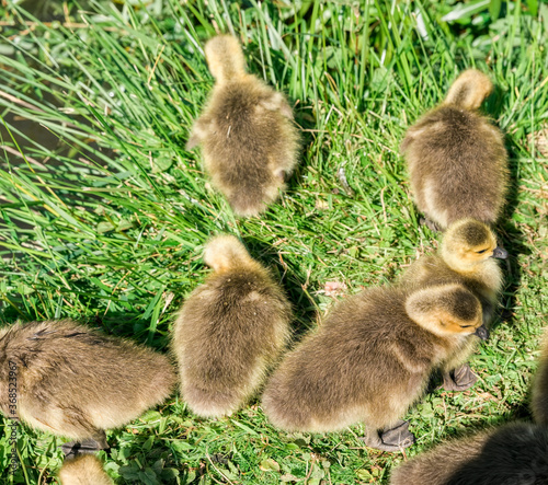Canada goose chicks resting and grazing