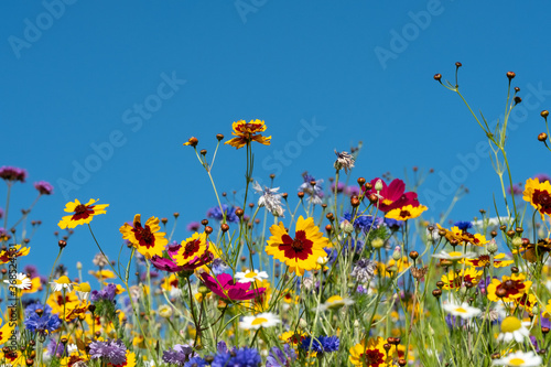 Colourful wild flowers growing in the grass, photographed on a sunny day in midsummer in Windsor, Berkshire UK 