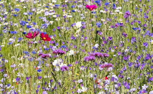 Colourful wild flowers growing in the grass, photographed on a sunny day in midsummer in Windsor, Berkshire UK 