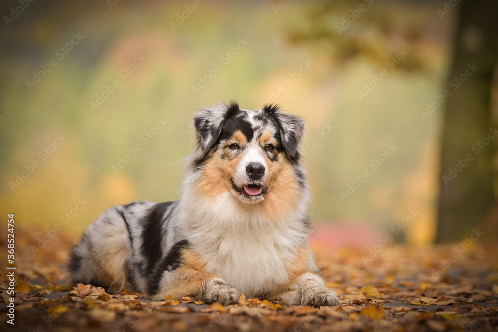 Australian shepherd is lying on the way in nature.  She is after running so she is so happy