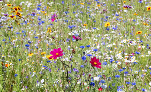 Variety of colourful wild flowers in bloom outside Saville Garden, Egham, Surrey, UK
