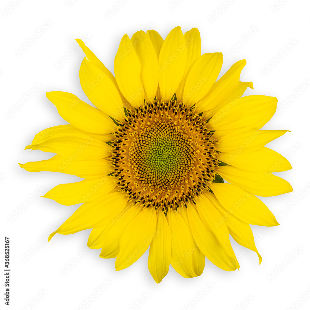 Sunflower head in high resolution isolated on white background. Sunflower head in high resolution isolated on white background.