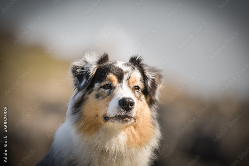 Portrait of Australian shepherd, who is standing in rock under the them is lake. Amazing autumn photoshooting in Prague.