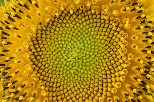 Sunflower head in high resolution and extreme closeup as a background.